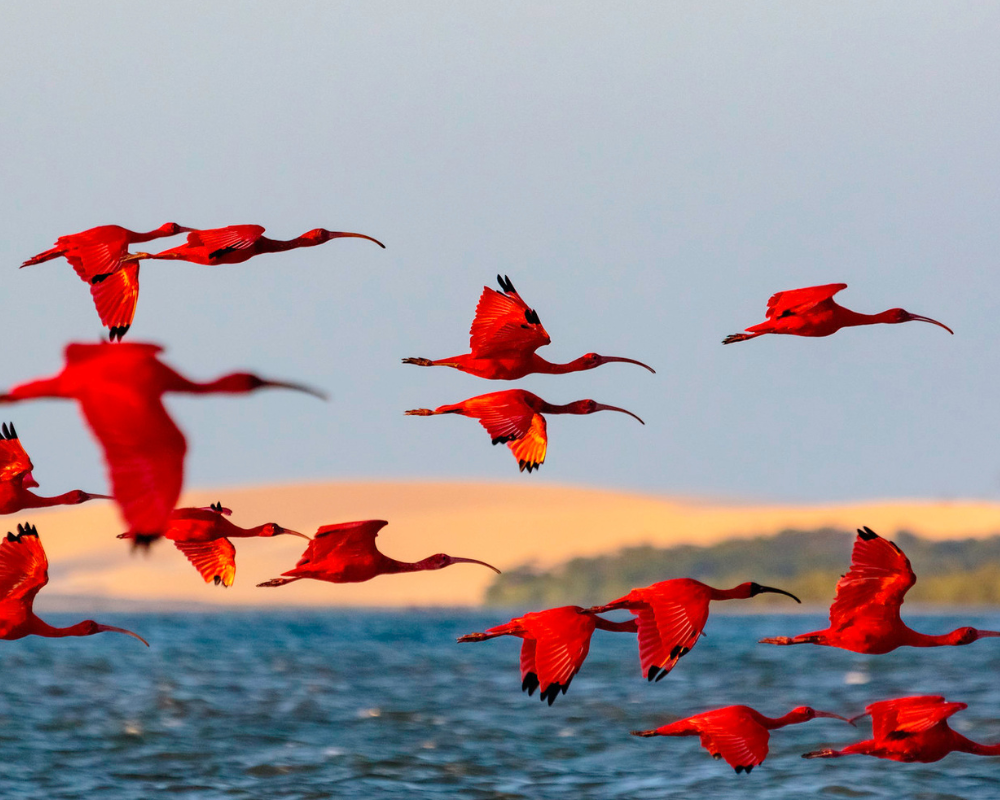 Atins Revoadas dos guaras Atins Revoadas dos guaras